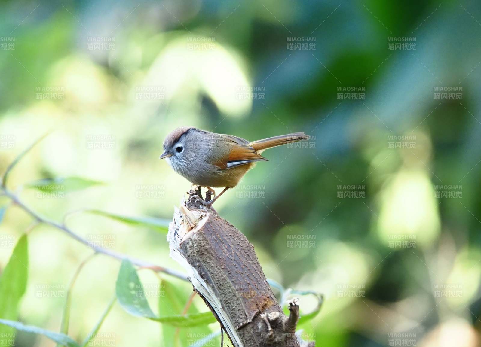 一只棕头雀鹛栖枝头图片