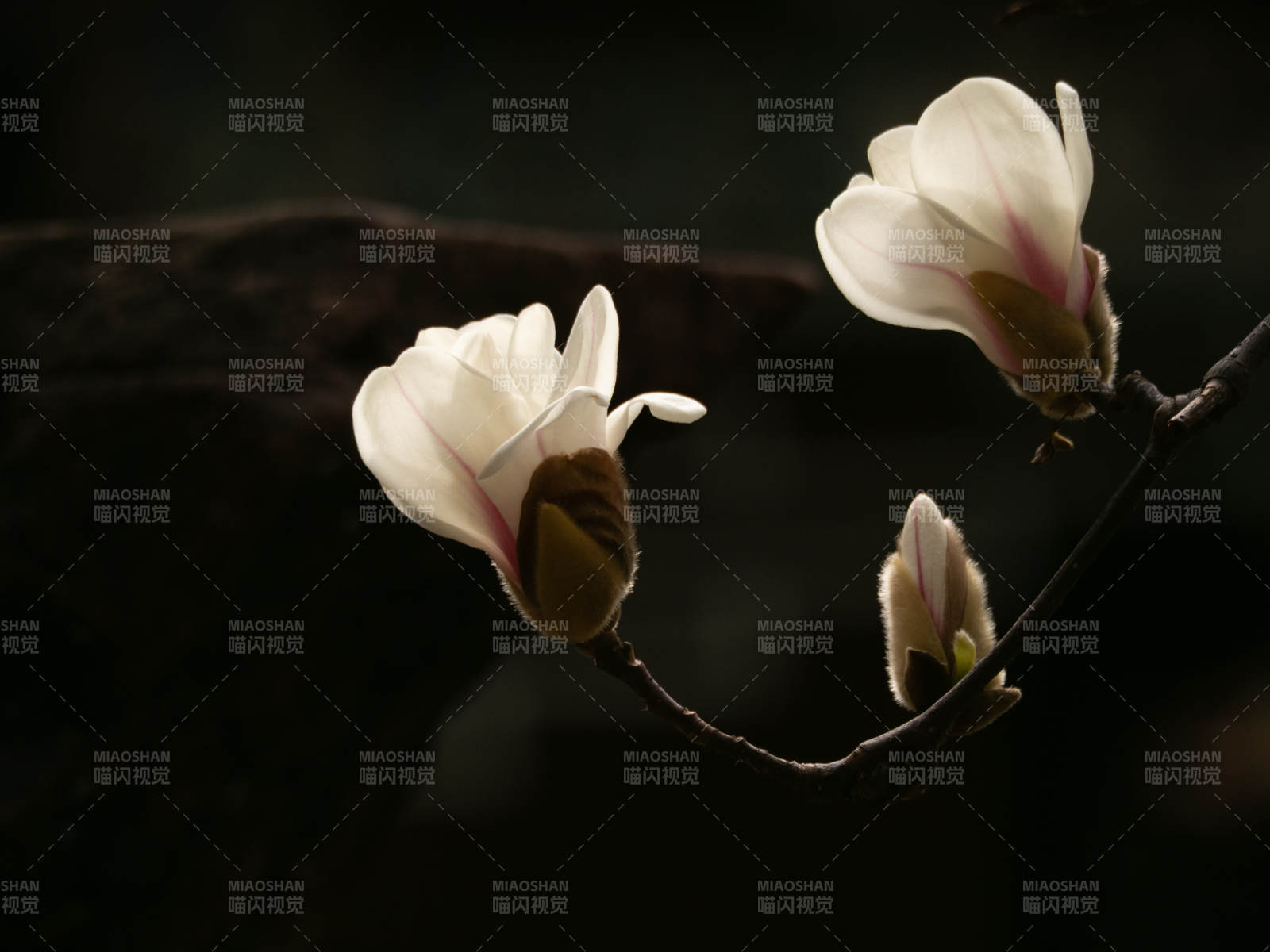 玉兰绽放 静谧之美图片