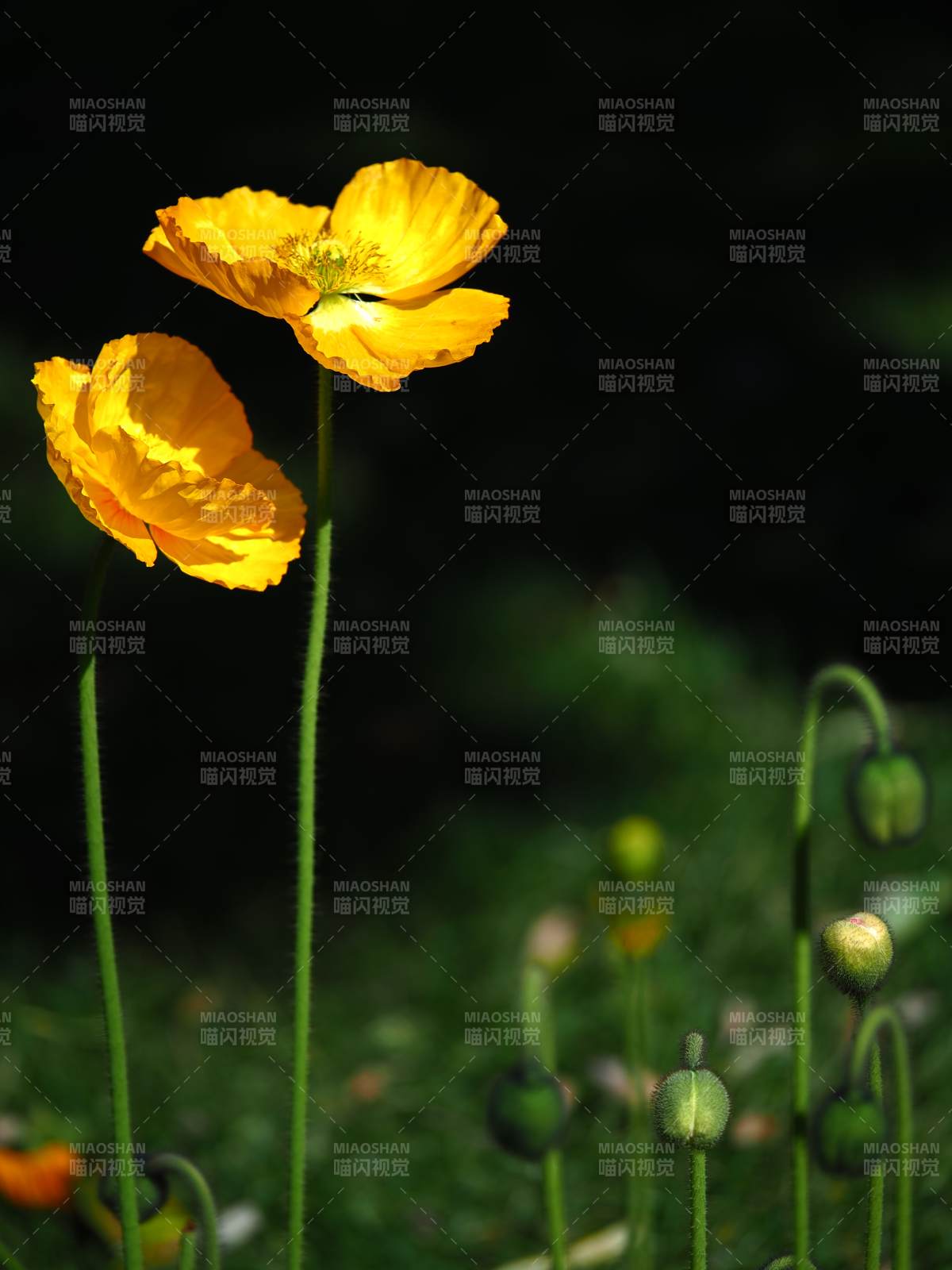 金色虞美人绽放图片