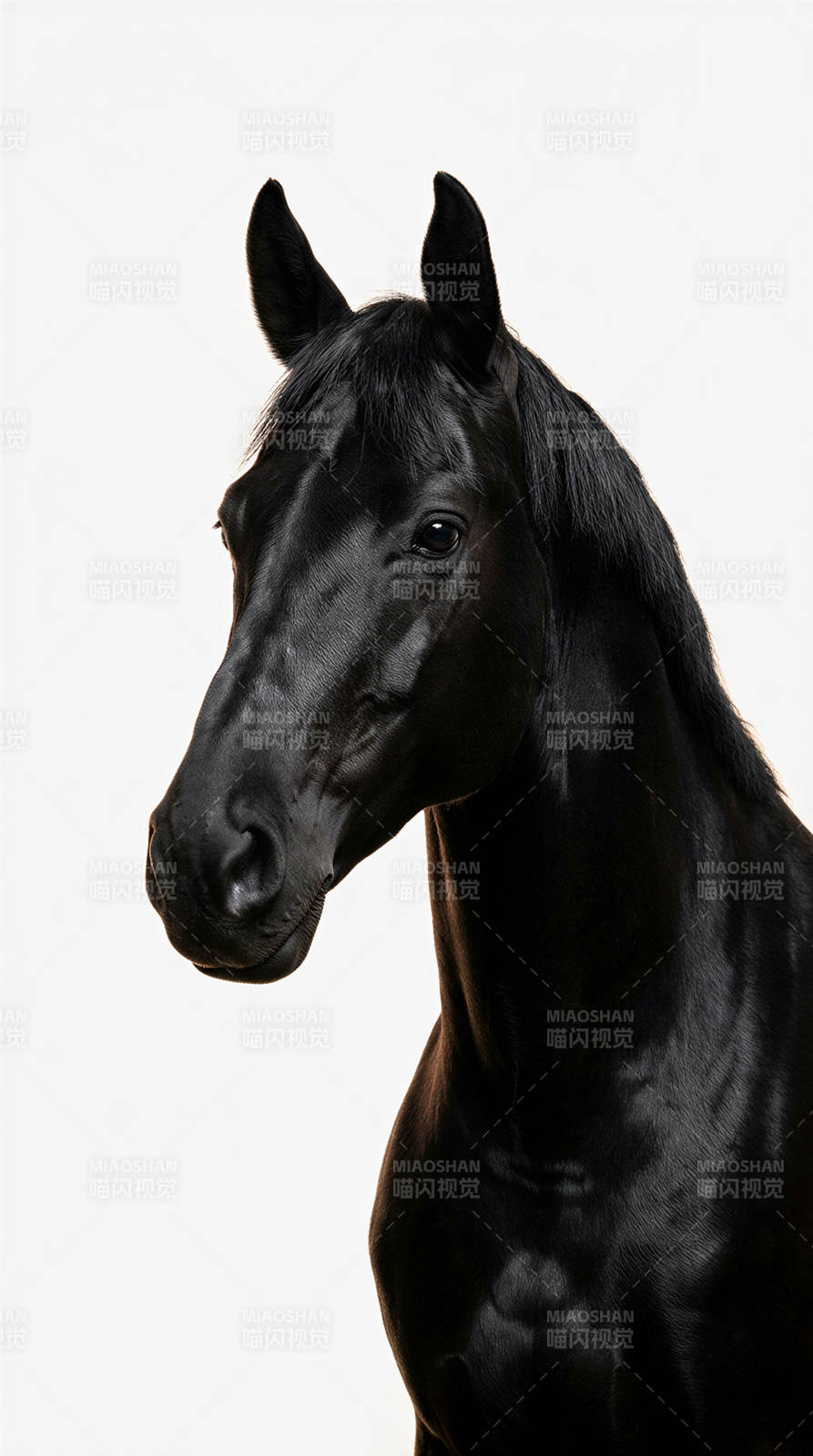 黑骏马侧影图片
