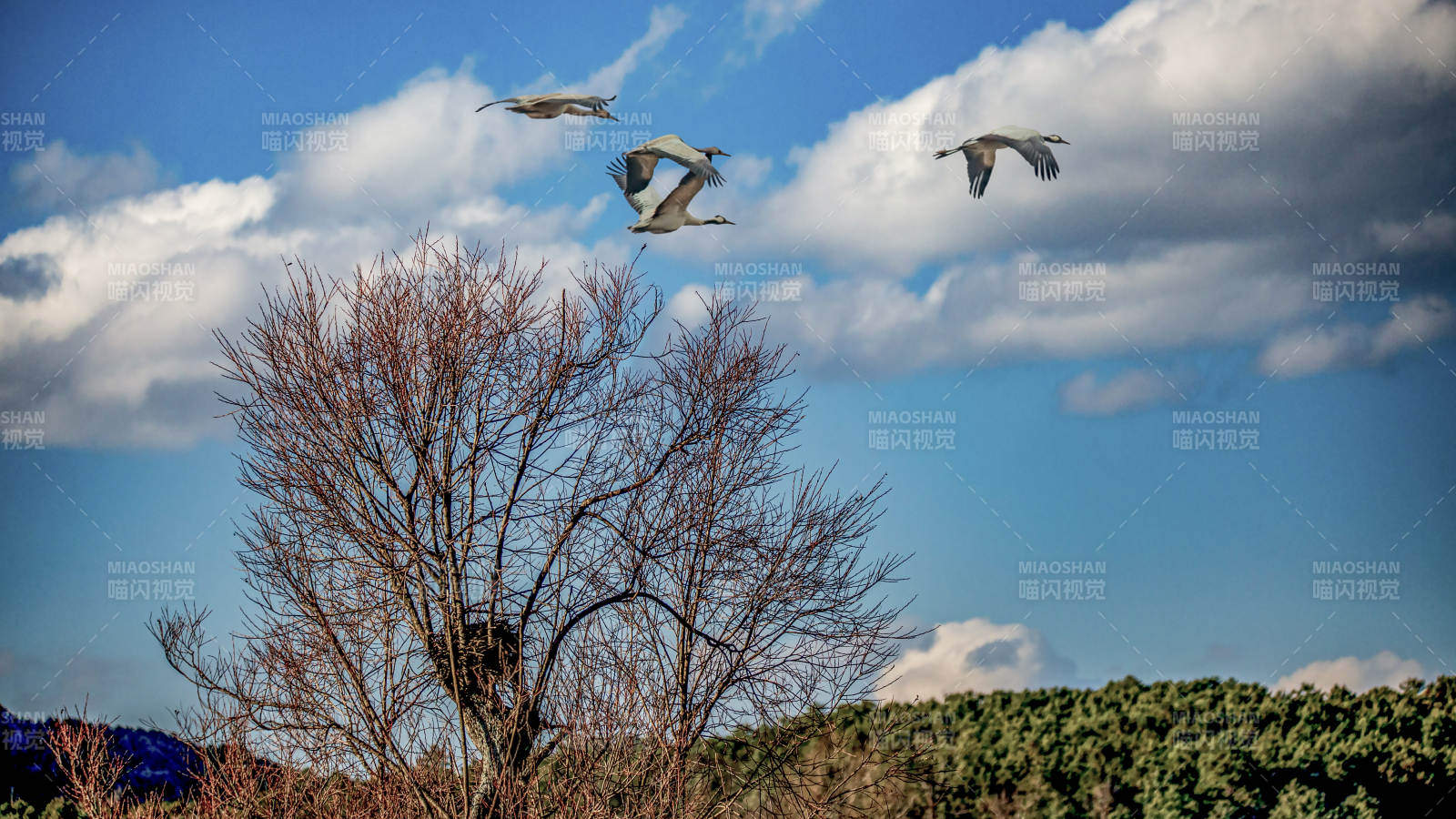 天高云淡惊飞鸟（云南念湖）图片