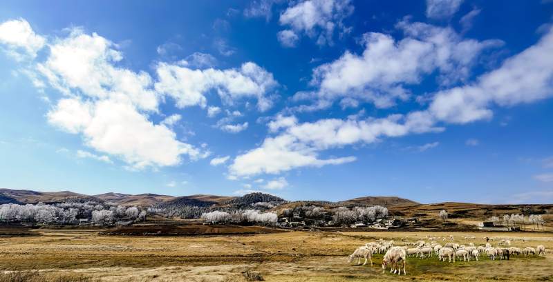 草原牧羊图（云南大山包印象）图片