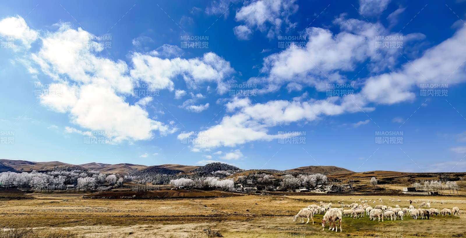 草原牧羊图（云南大山包印象）图片