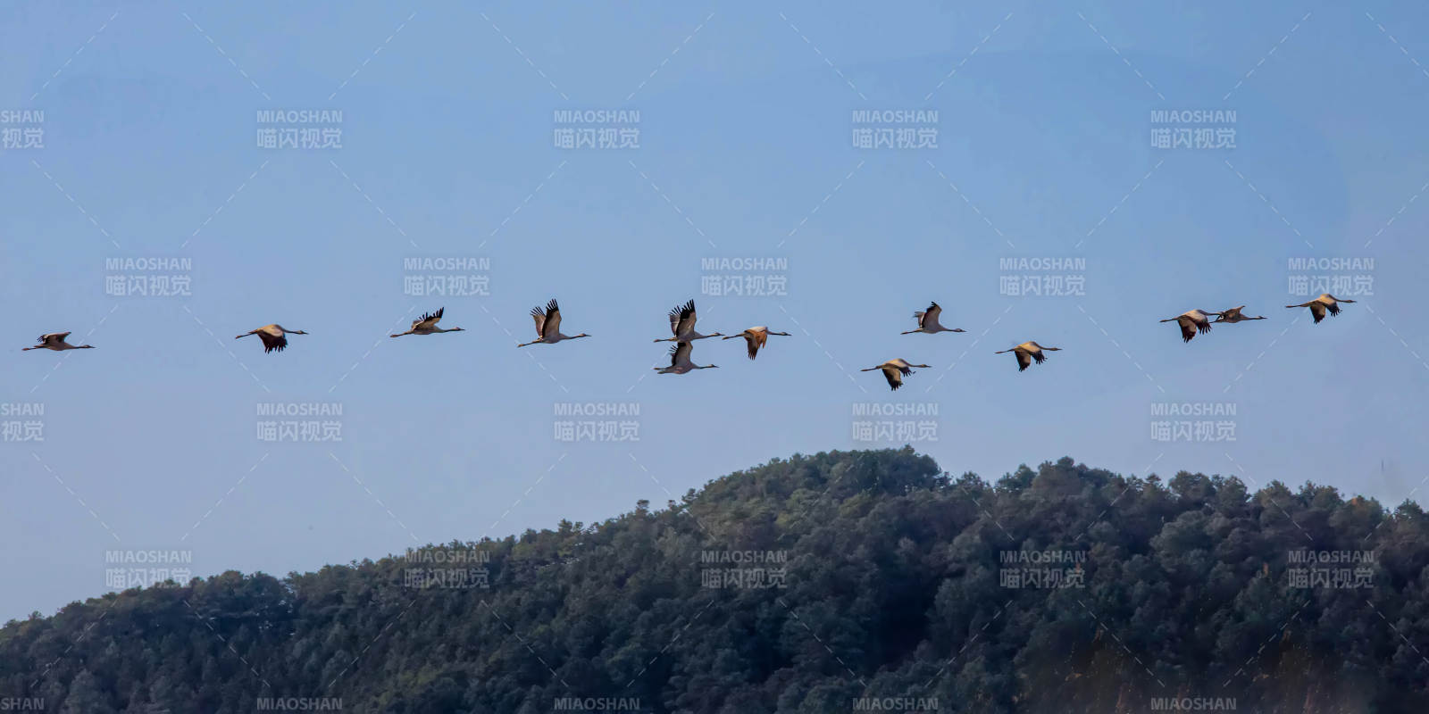 雁阵南飞（云南念湖）图片