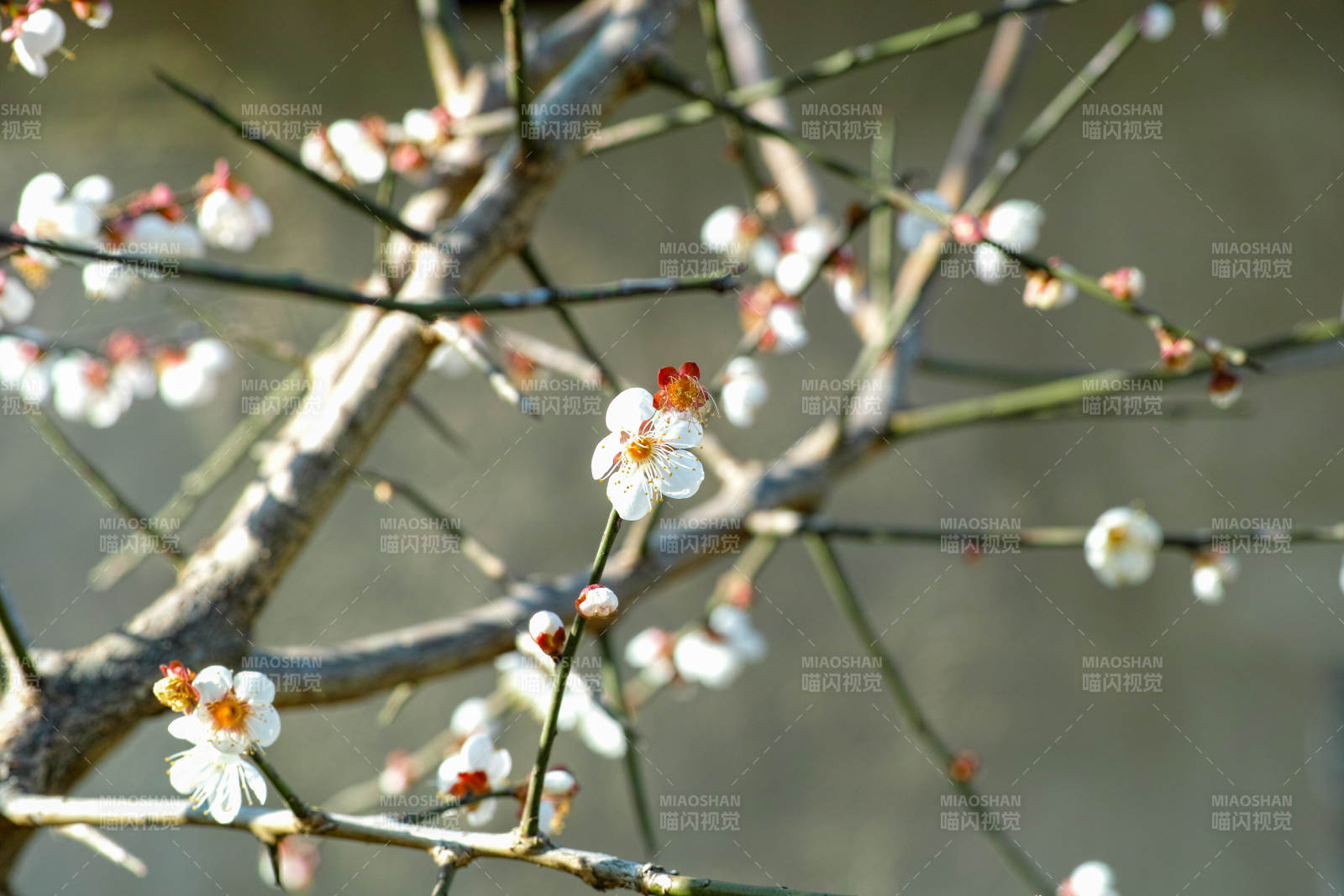 梅花绽放枝头图片