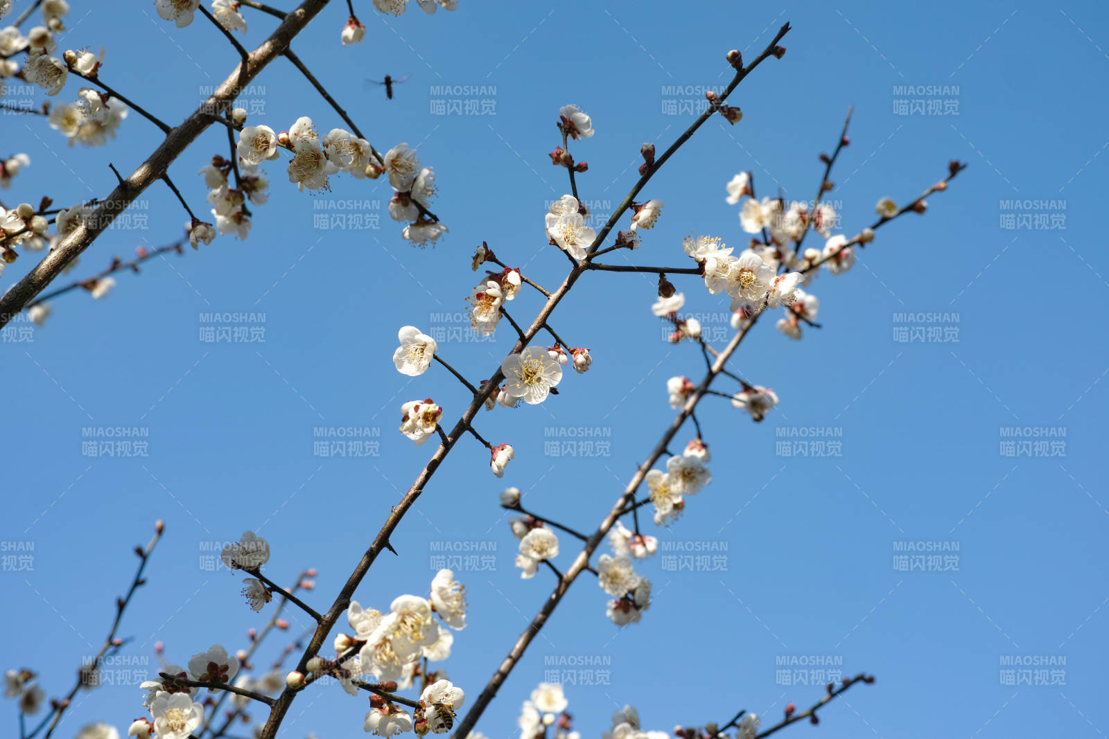 梅花绽放蓝天图片