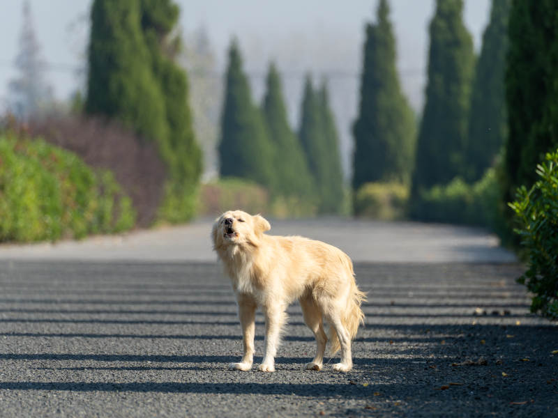 金毛犬立于林荫道图片