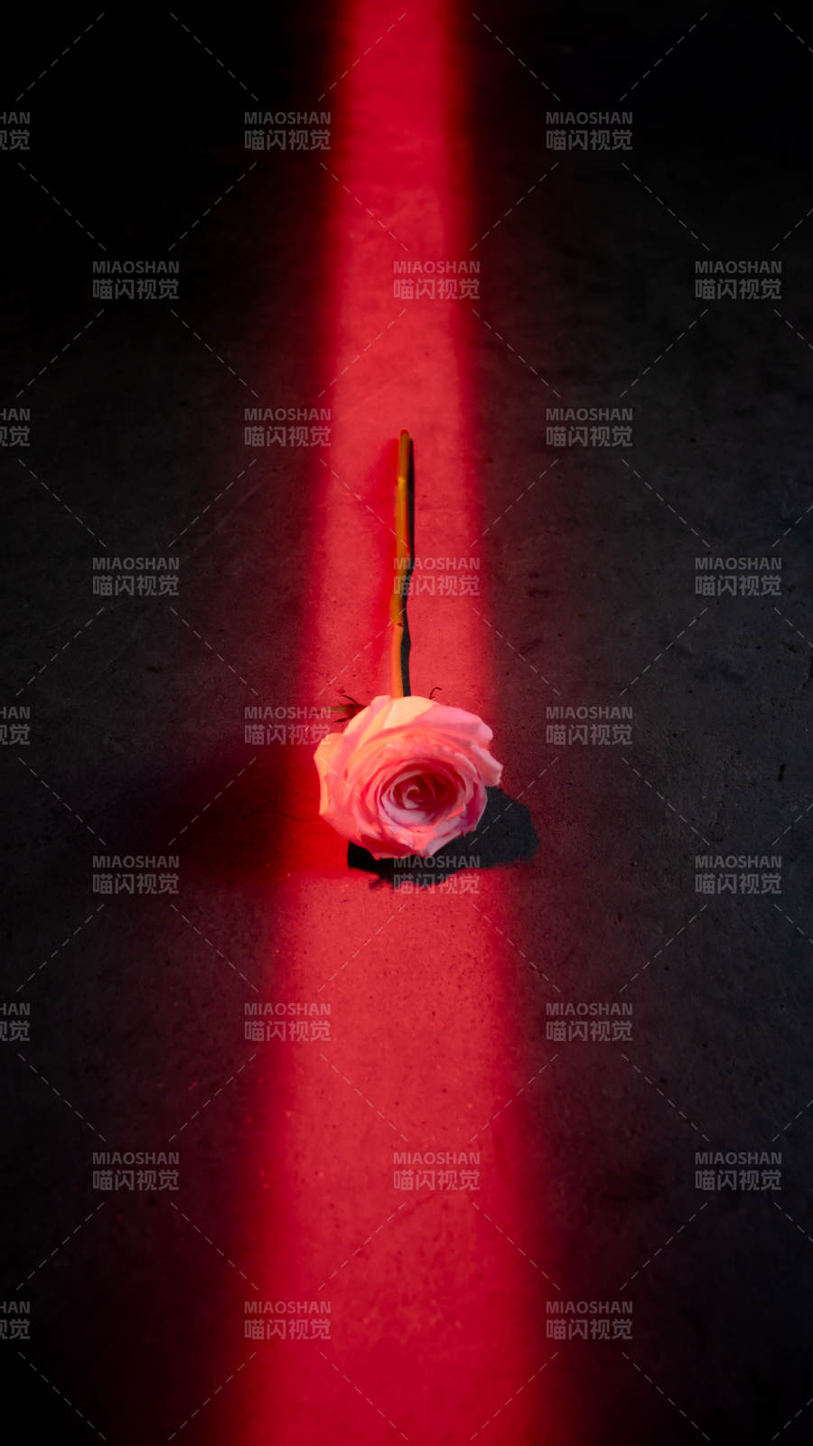 红光中的玫瑰图片