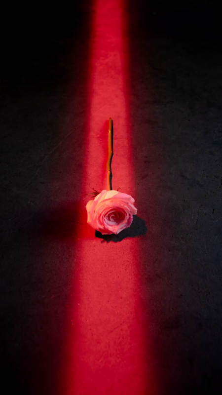 红光中的玫瑰图片