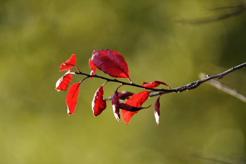 红叶枝头秋意浓图片