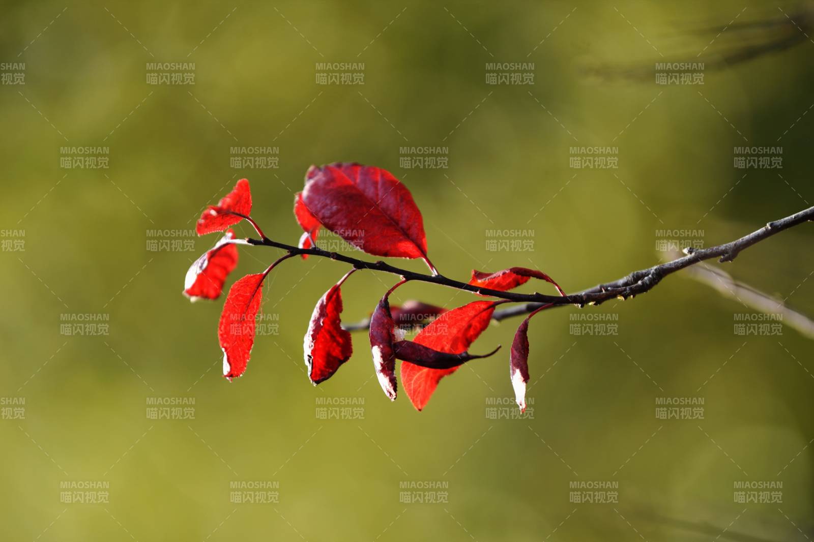 红叶枝头秋意浓图片