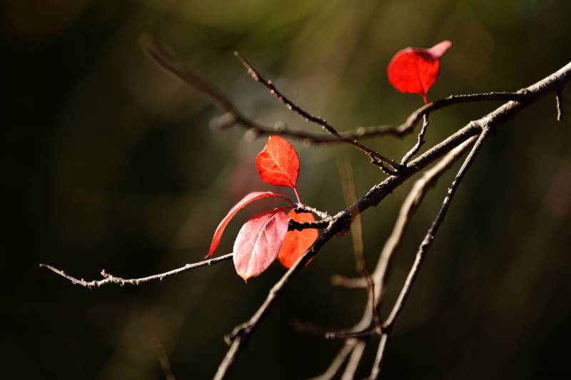 秋叶枝头红图片