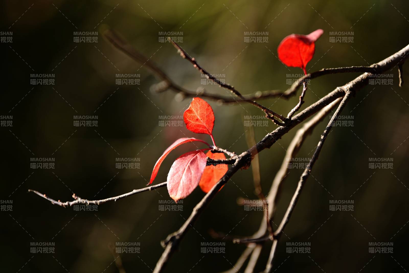 秋叶枝头红图片