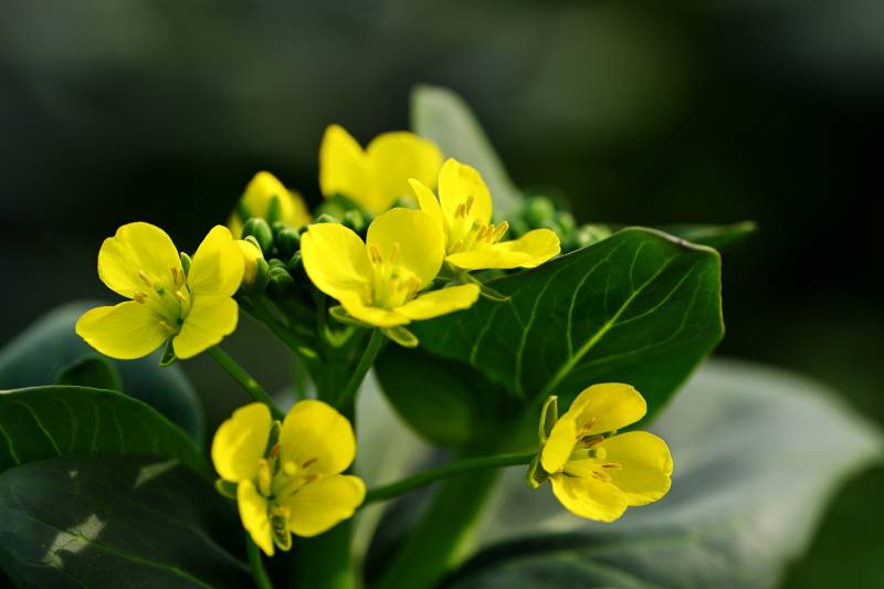 黄花绿叶生机盎然图片