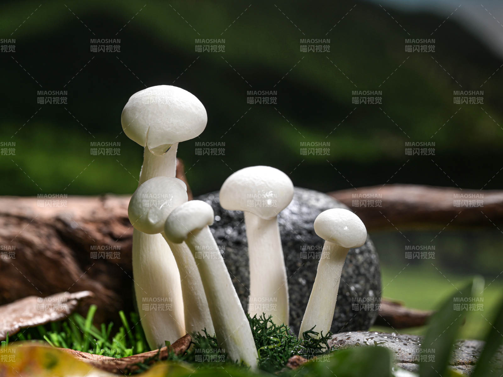 带露珠的山野蘑菇特写图片