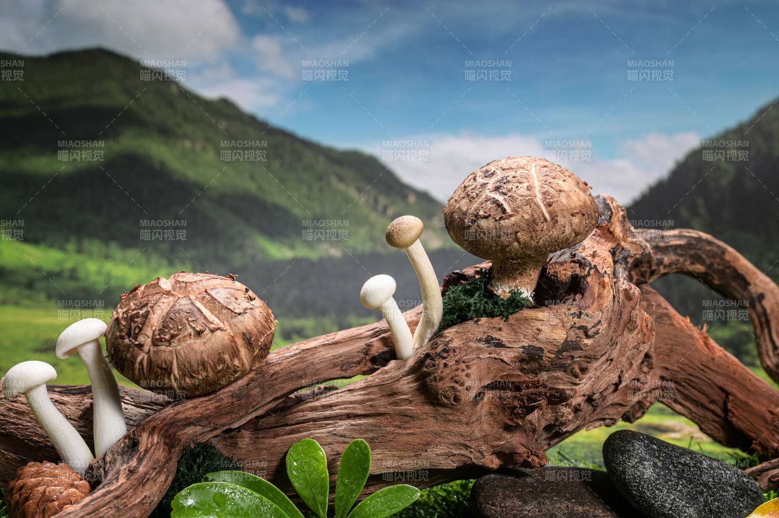 木桩上的新鲜香菇特写图片