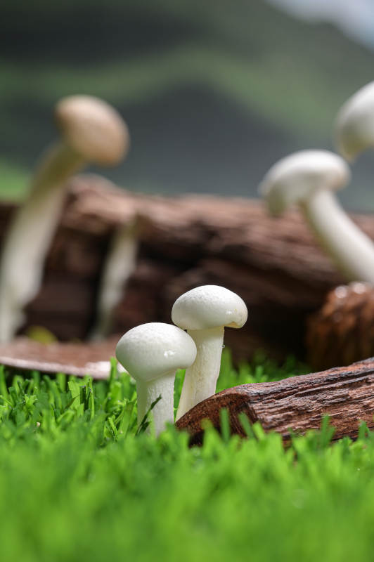 木桩上的新鲜香菇特写图片