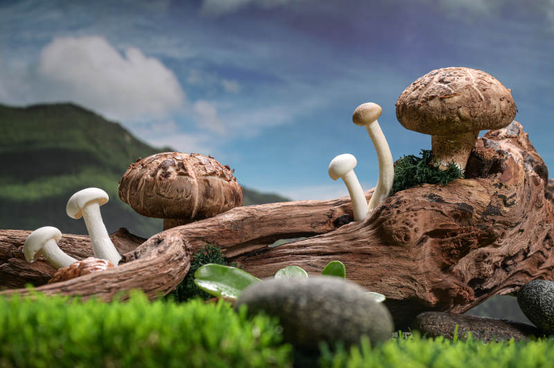 木桩上的新鲜香菇特写图片