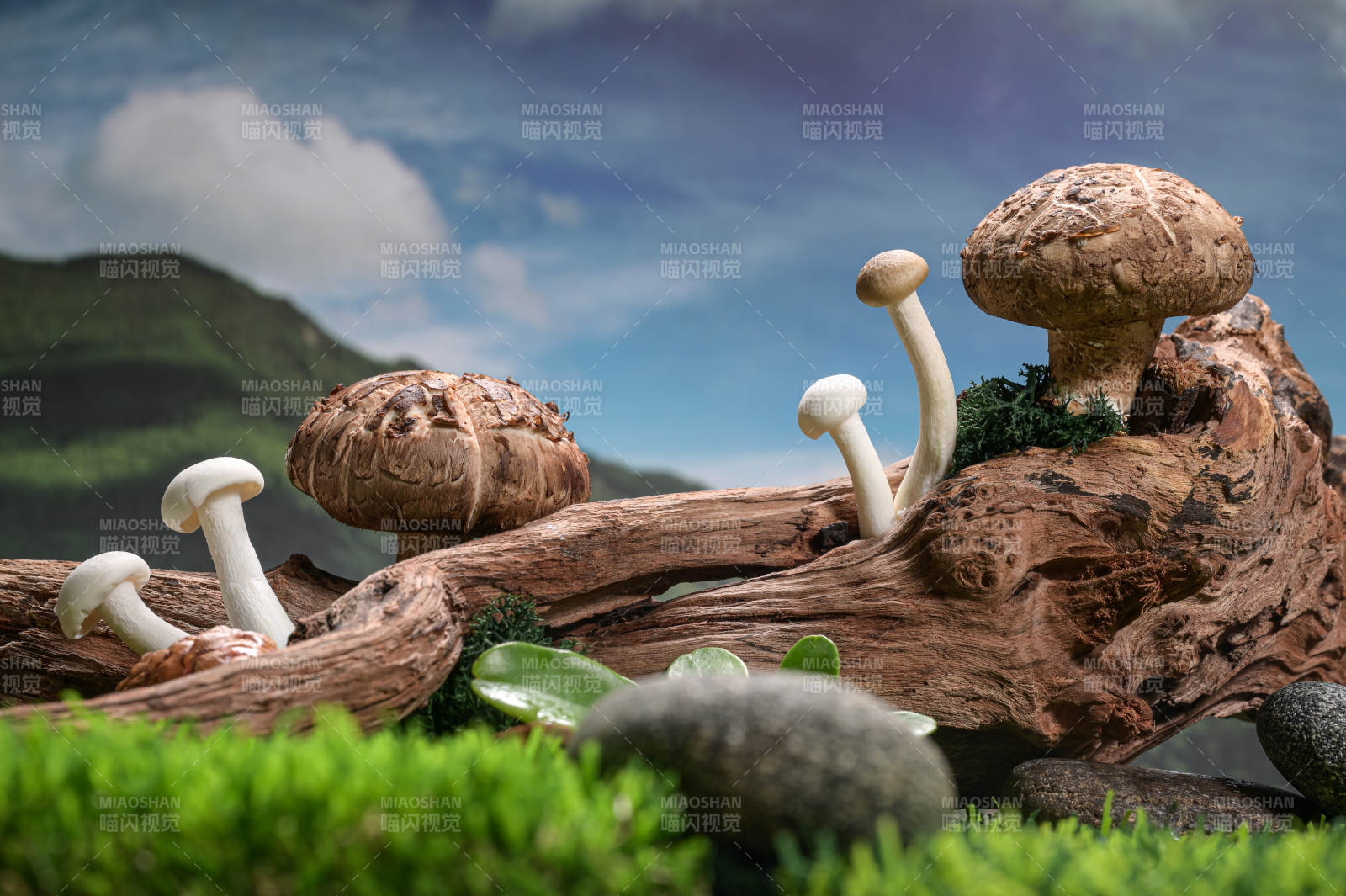 木桩上的新鲜香菇特写图片