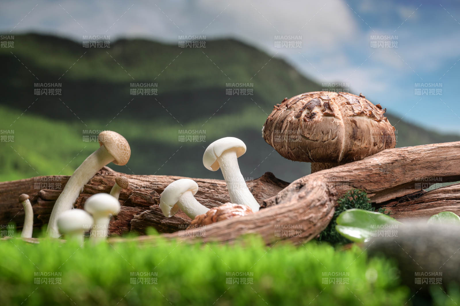 木桩上的新鲜香菇特写图片