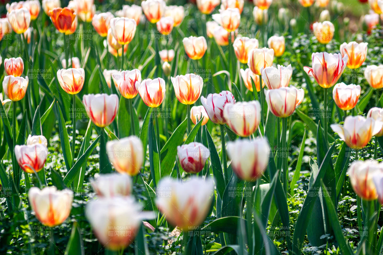 春日郁金香绽放图片