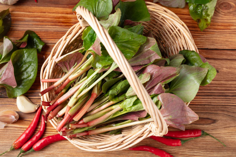 新鲜鱼腥草图片