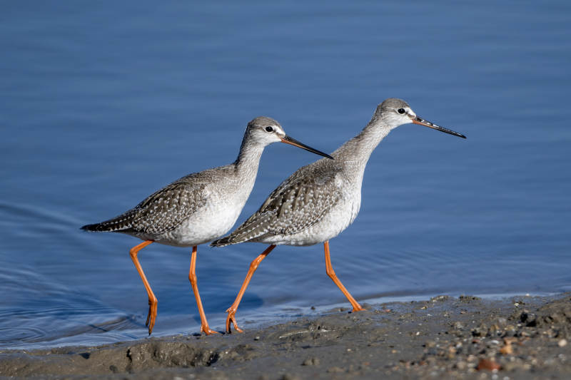 红脚鹬海边漫步图片