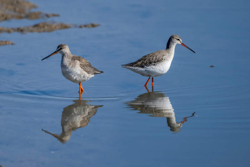 红脚鹬水边觅食图片