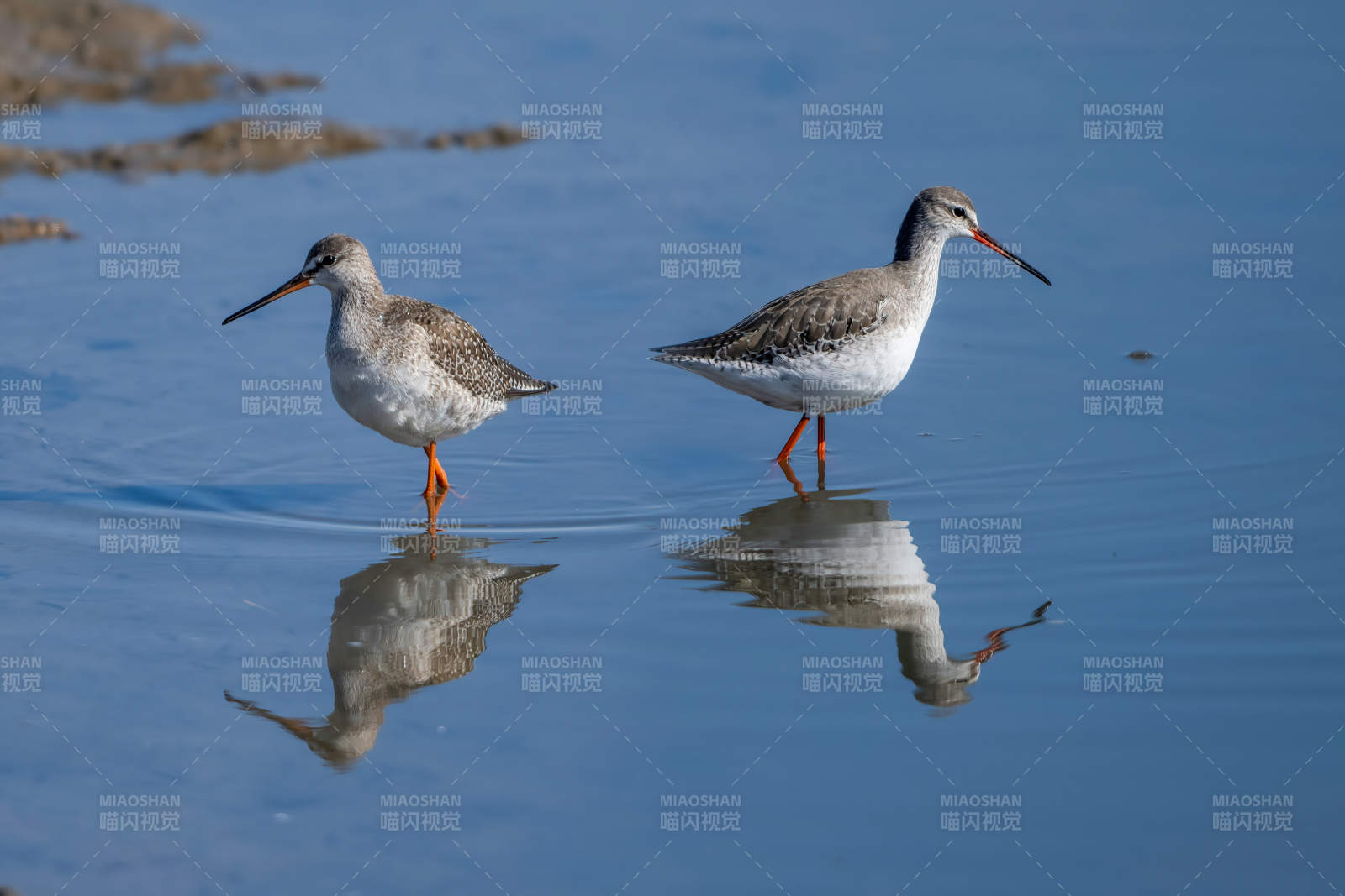 红脚鹬水边觅食图片