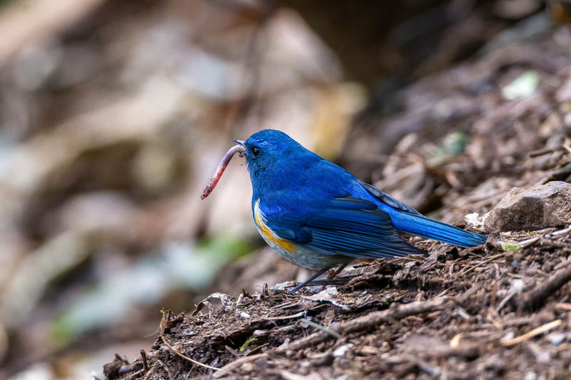 蓝眉林鸲捕虫图片
