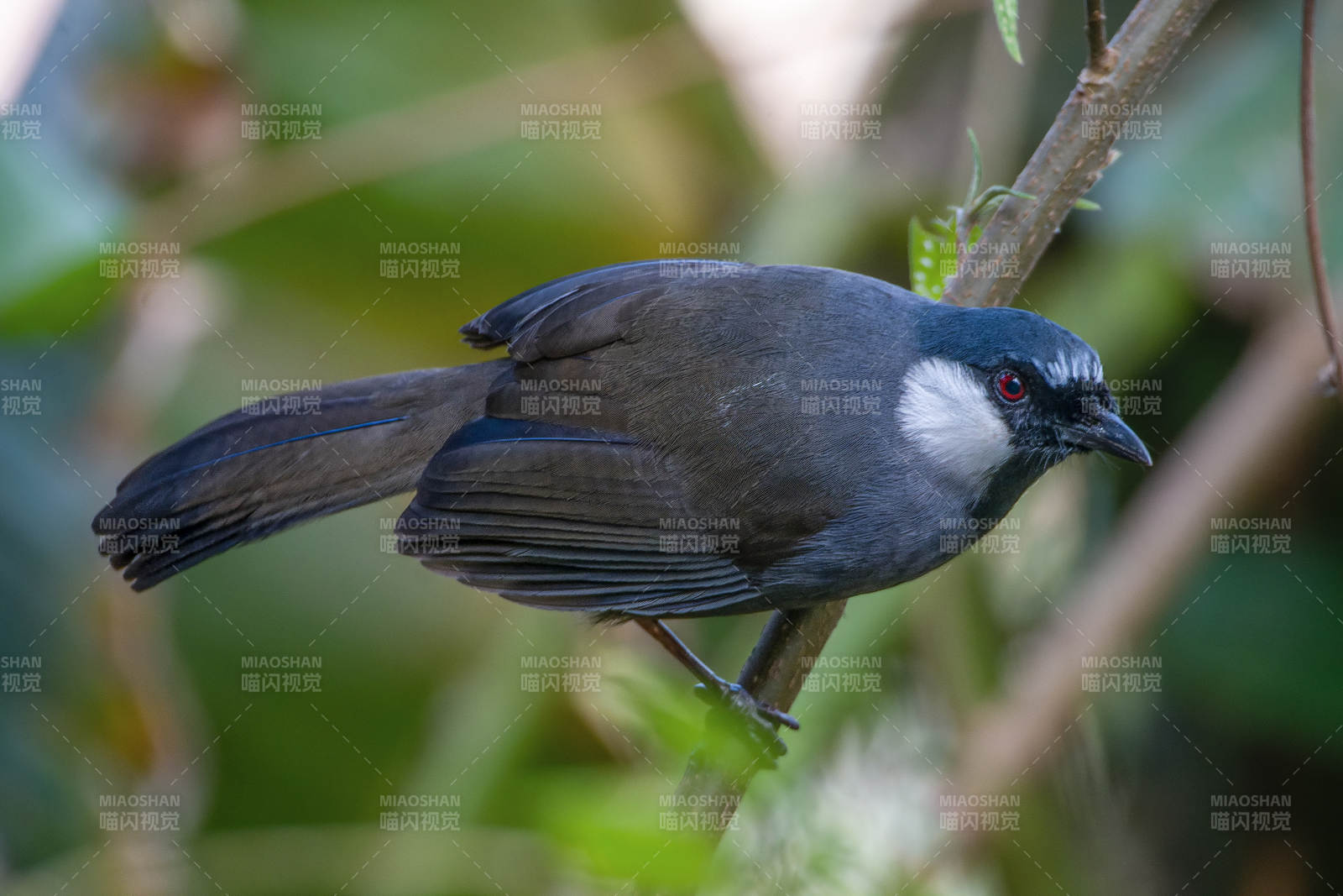 黑喉噪鹛栖息在枝头图片