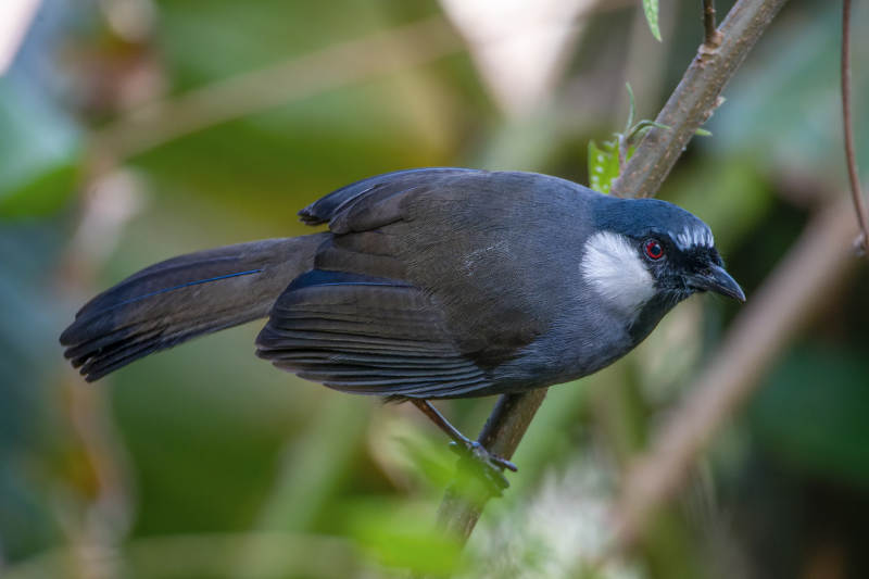 黑喉噪鹛栖息在枝头图片