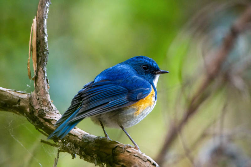 蓝眉林鸲栖息树枝图片