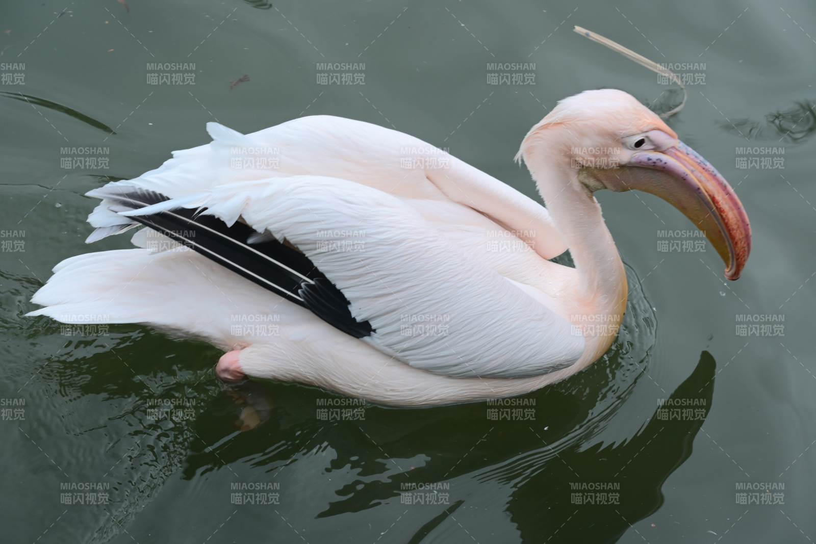 上海动物园 白鹈鹕水中悠游图片