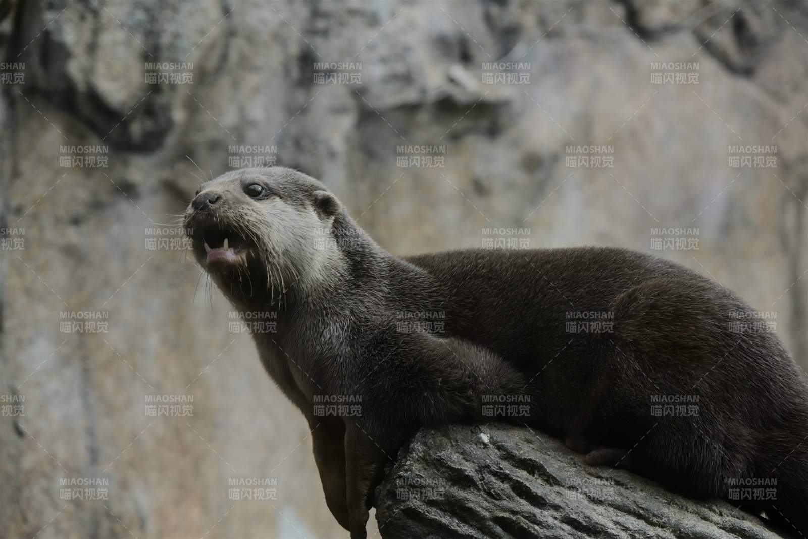 水獭仰望岩石图片