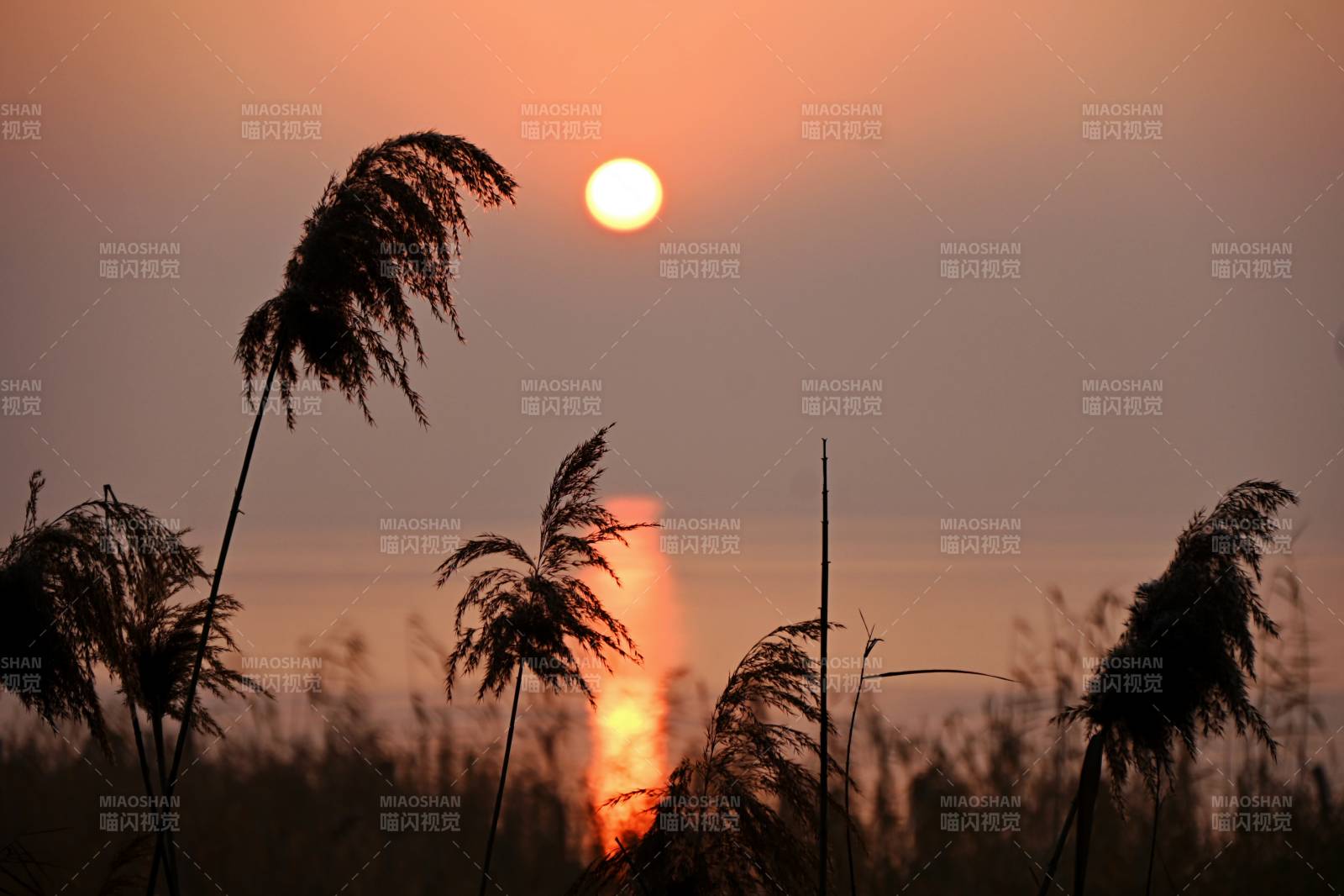 阳澄湖芦花丛中的朝阳图片