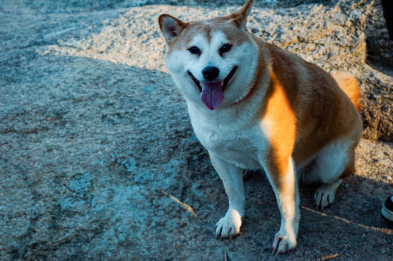柴犬微笑坐石上图片