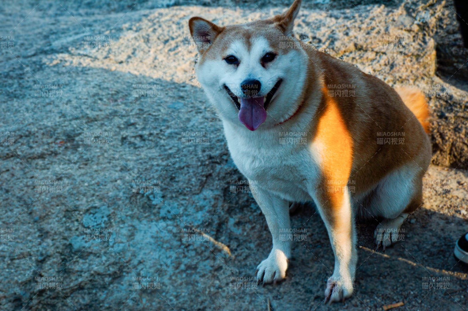 柴犬微笑坐石上图片