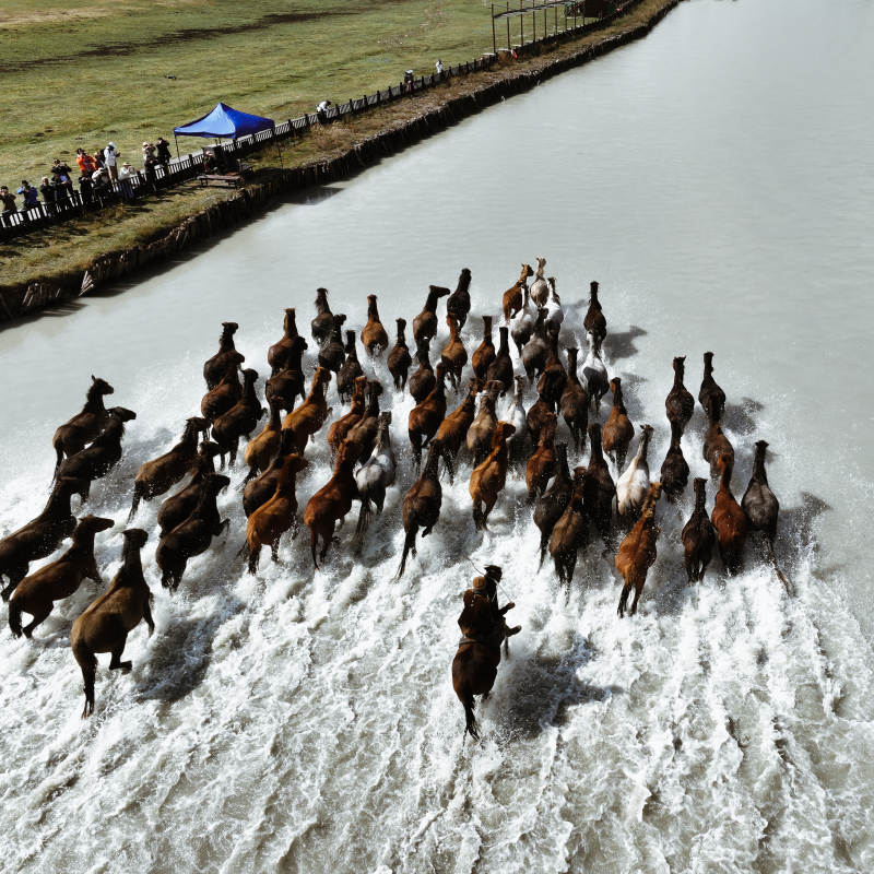 骏马奔腾过河图片