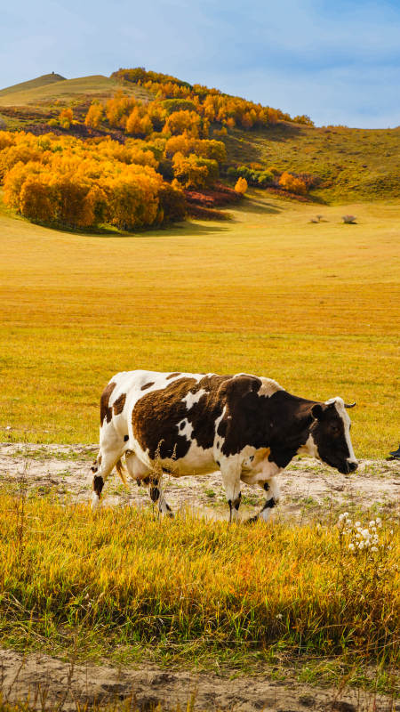 乌兰布统秋野牧牛图图片