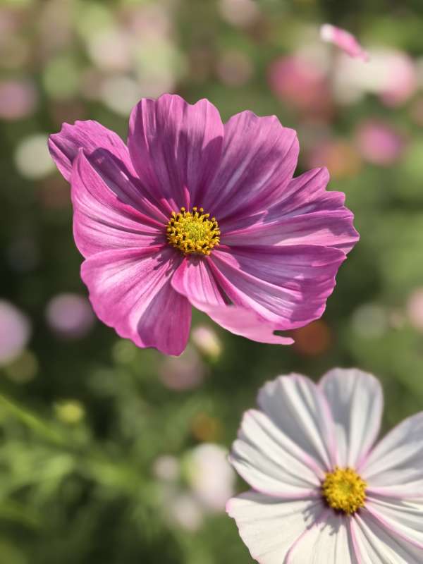 粉白秋英绽放图片