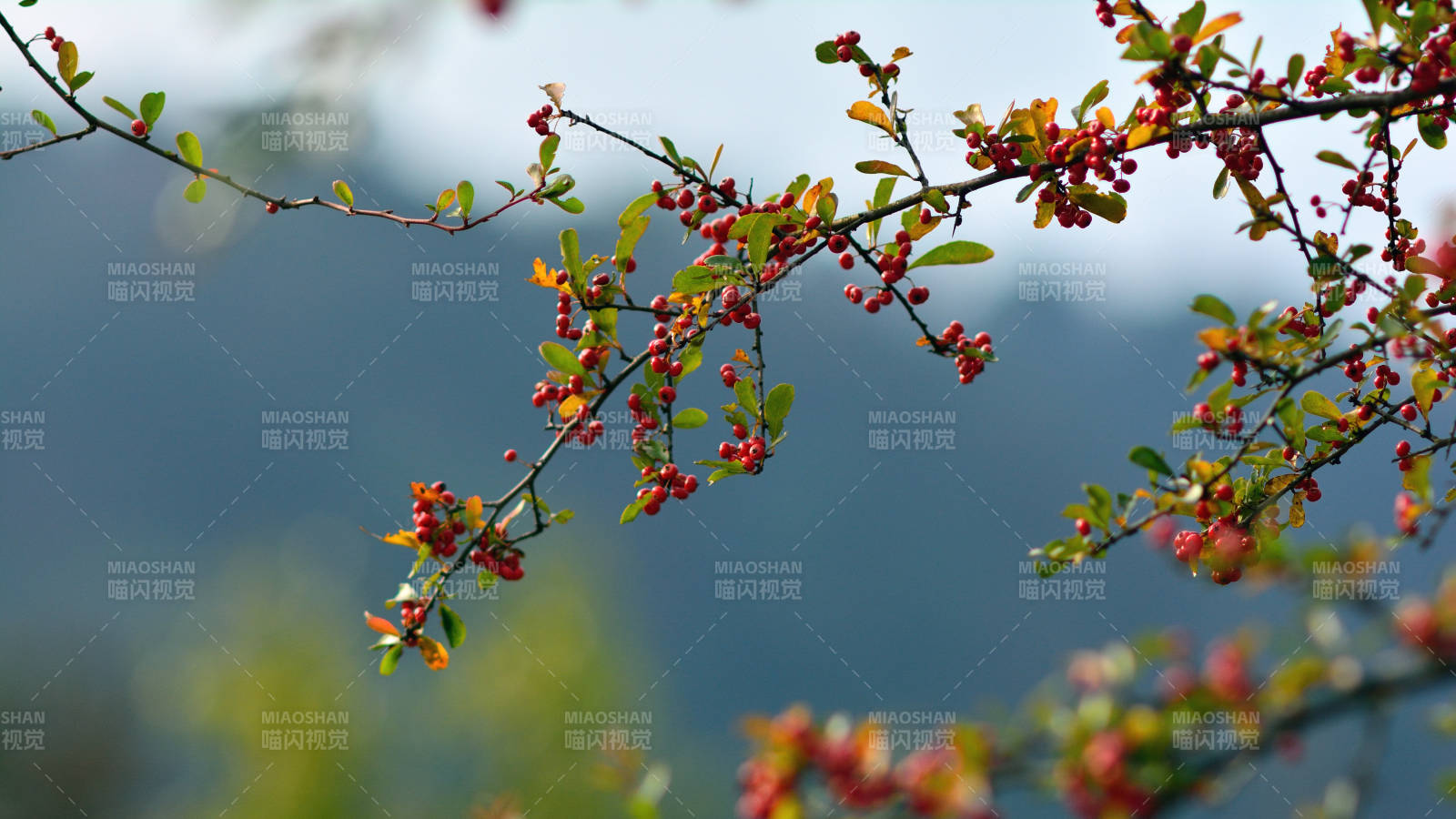 火棘不言，红果自明图片