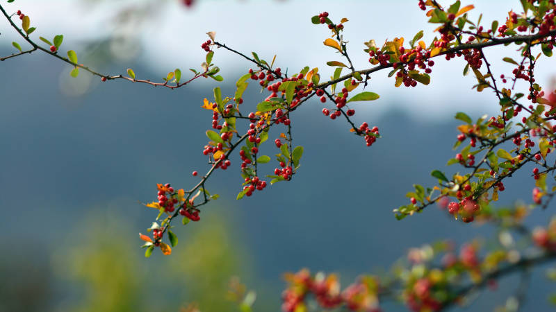 火棘不言，红果自明图片