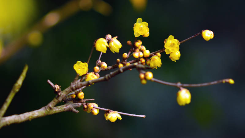 暗香浮动，岁寒清欢图片