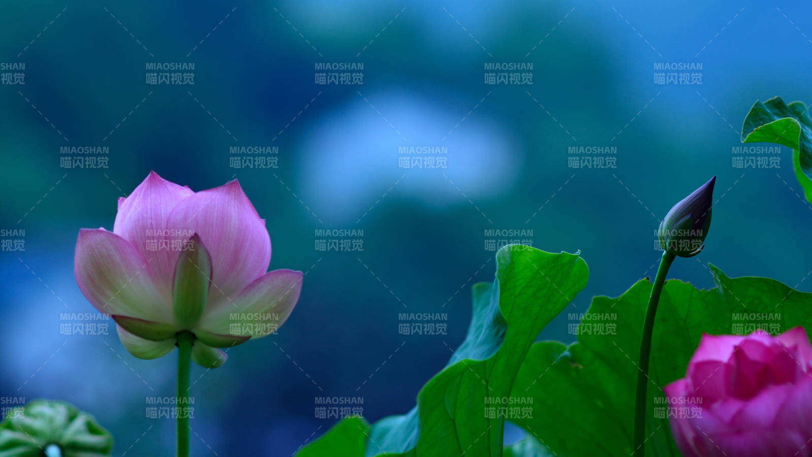 粉荷绽放 静谧之美图片