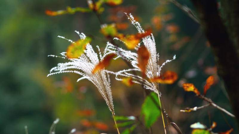 光影狄花，独自绚烂图片