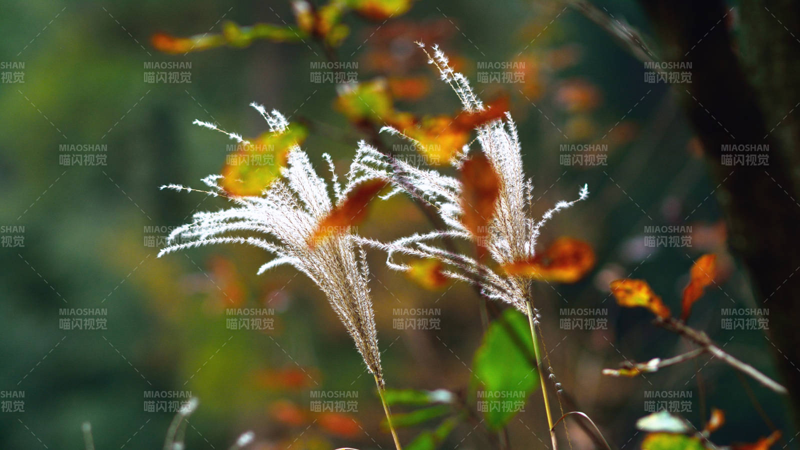 光影狄花，独自绚烂图片