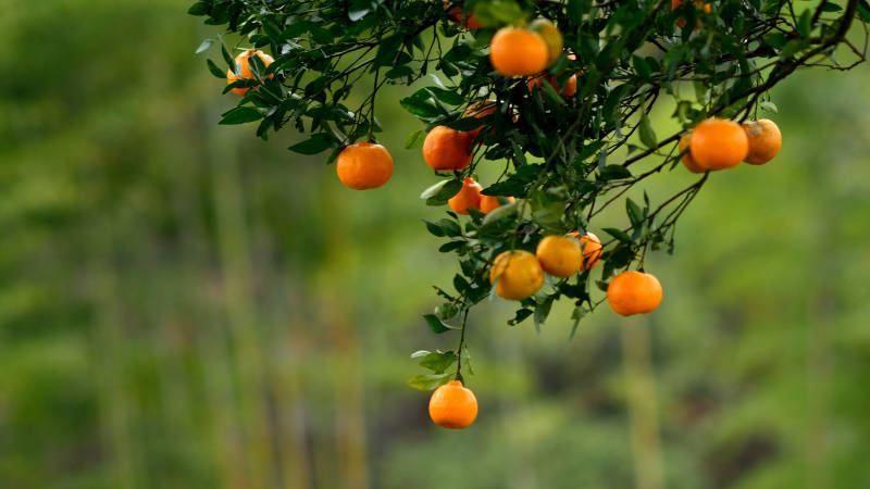 大吉大利，心生欢喜图片