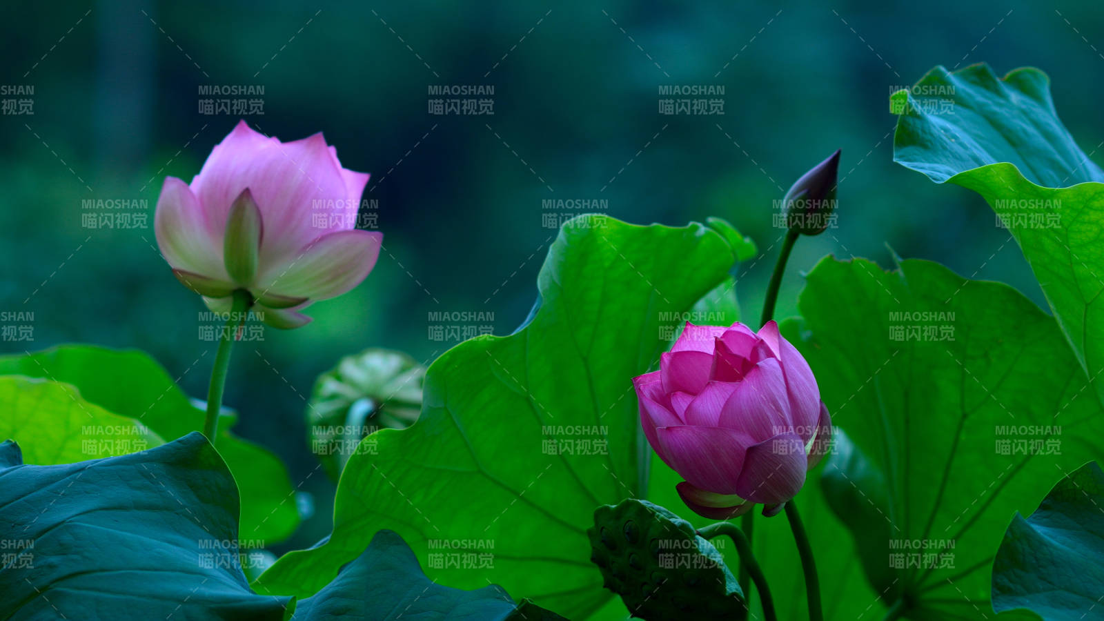 夏日荷塘粉荷摇，心灵宁静释然间图片