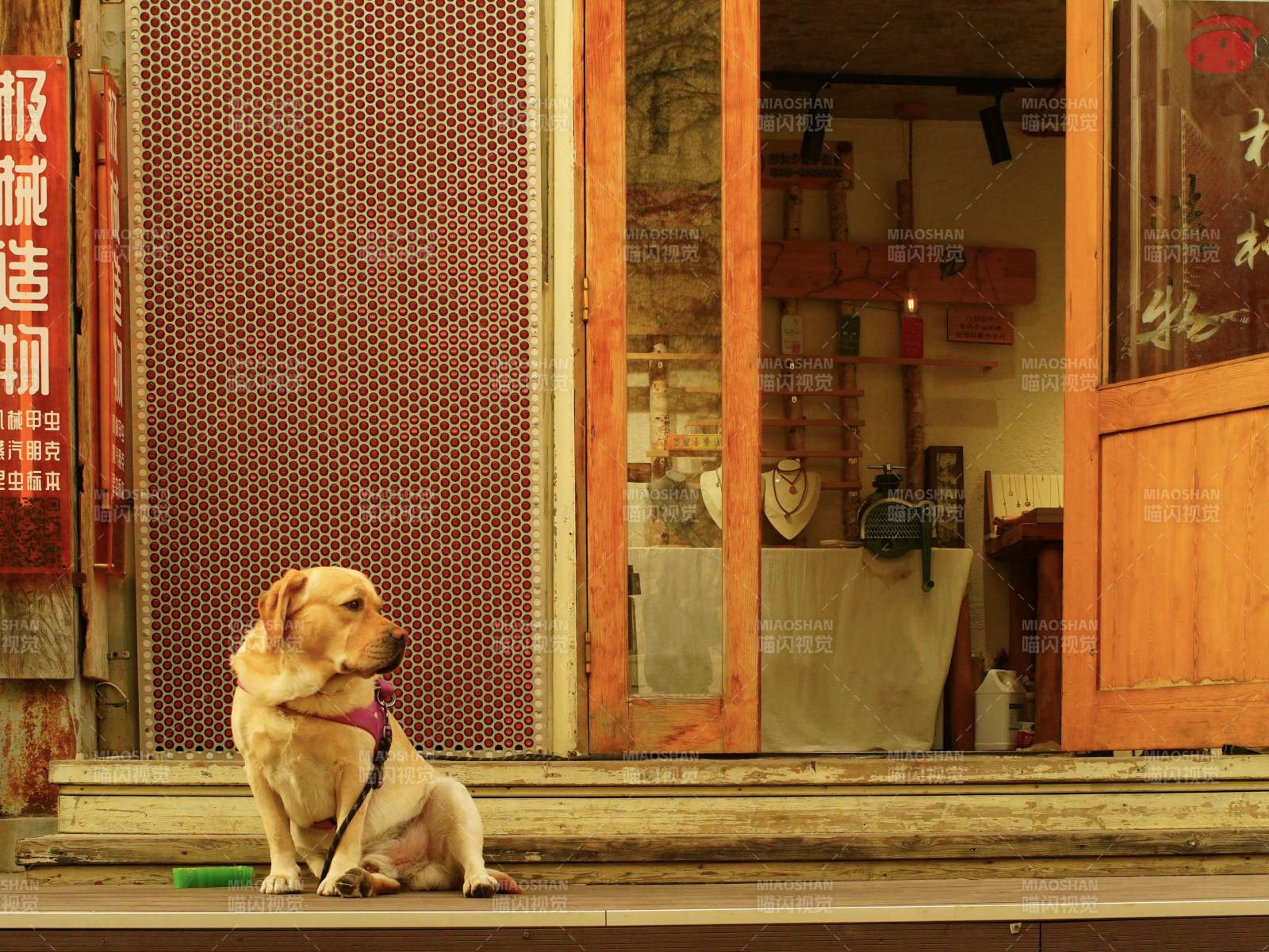 店前忠犬静坐图片